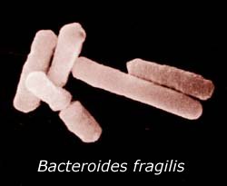 Бактероидес фрагилис
